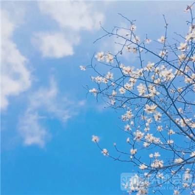 阿尔卡纳战记官方版下载